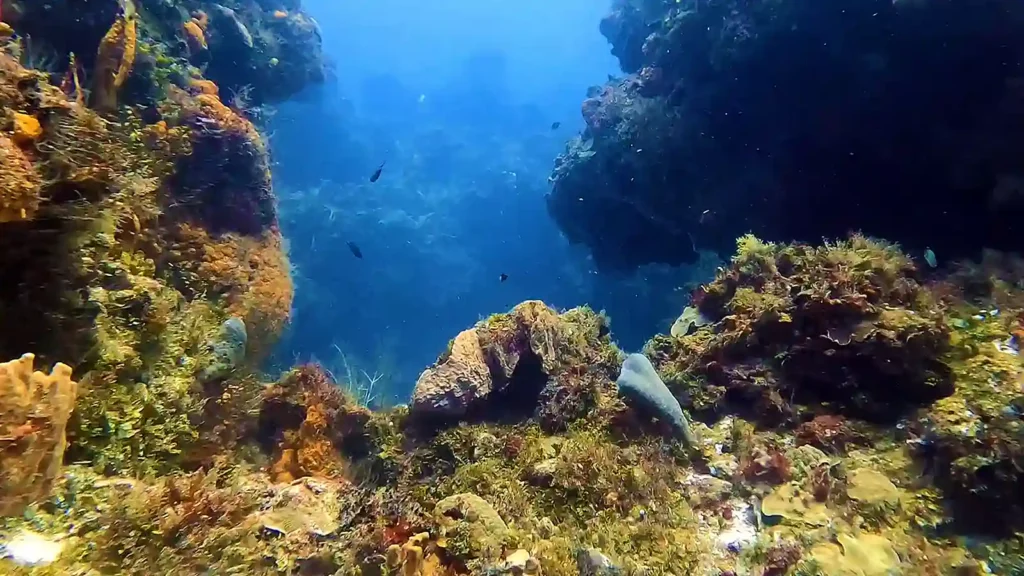 Pasku Dive - Cozumel Diving