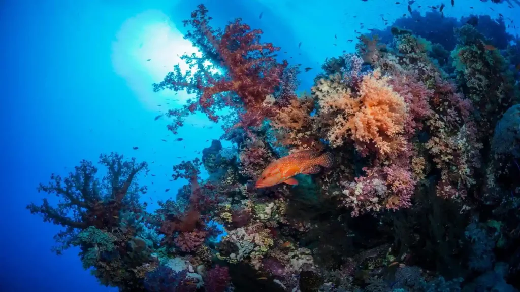 Pasku Dive - Playa del Carmen