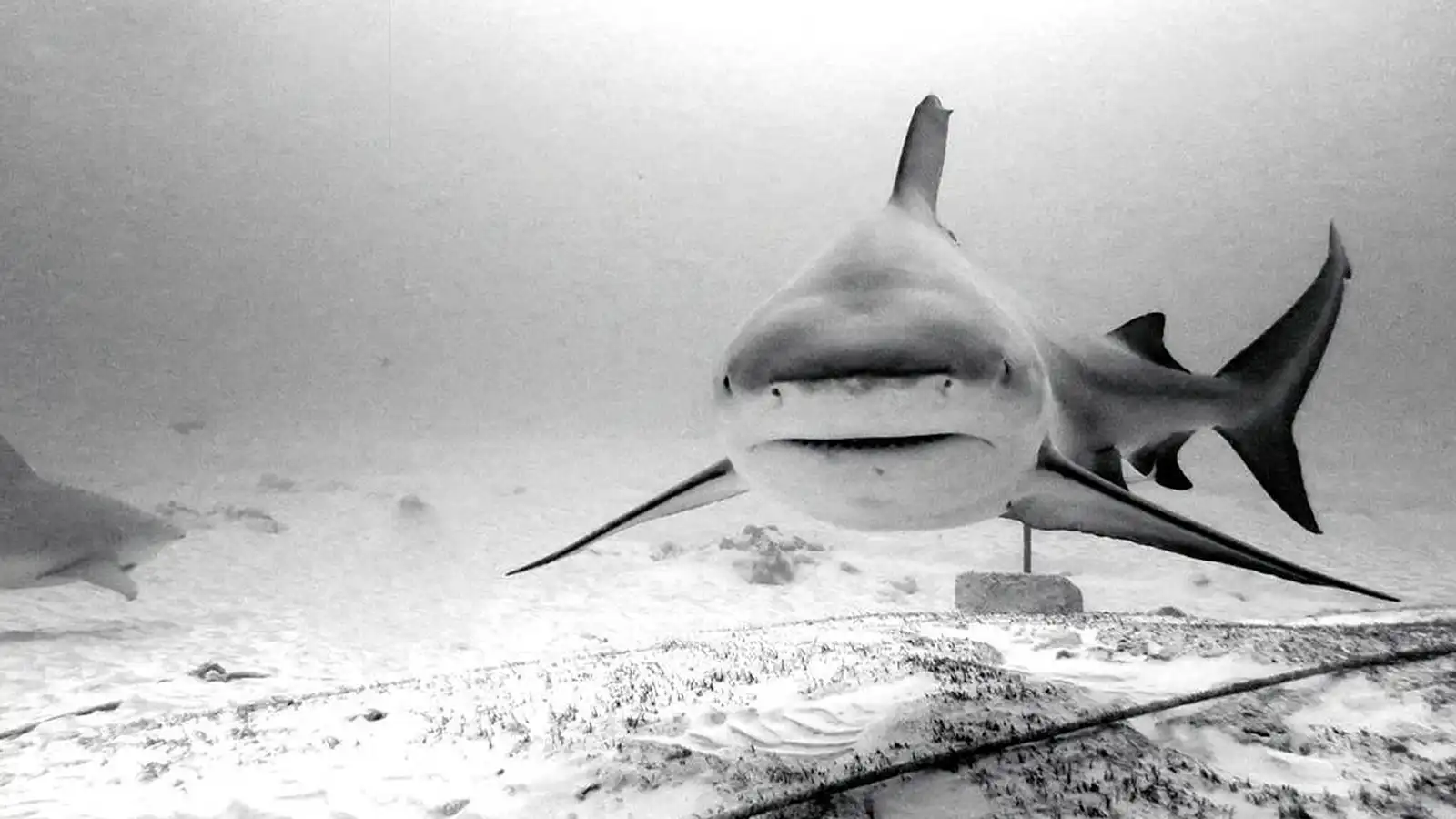 Pasku Dive - Playa del Carmen - Bull Sharks Diving