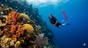 All You Need to Know About Diving in Cozumel Mexico