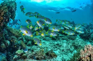 Species identification: the most common fish you will see on your dives