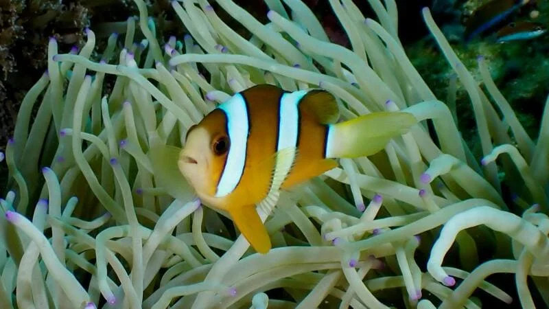 Species identification the most common fish you will see on your dives