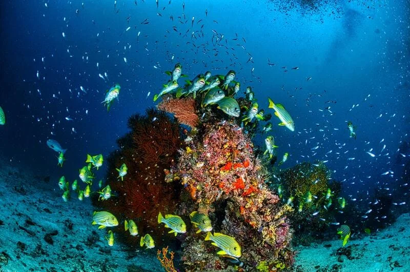 Species identification the most common fish you will see on your dives