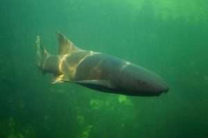 Is Diving with Bull Sharks in Playa del Carmen Safe?