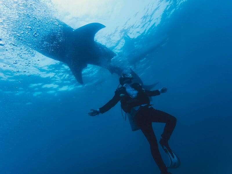 The Best Month to See Bull Sharks in Playa del Carmen 2