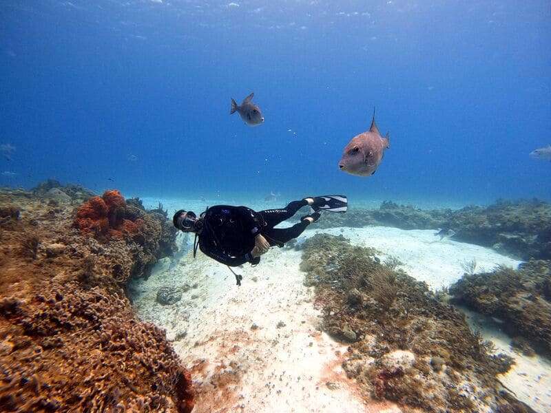 The Best Month to See Bull Sharks in Playa del Carmen