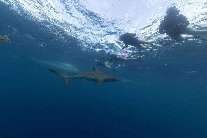 Bull Shark Diving vs Shark Cage Diving