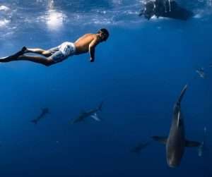 Bull Shark Diving vs Shark Cage Diving