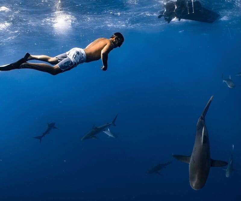 Bull Shark Diving vs Shark Cage Diving