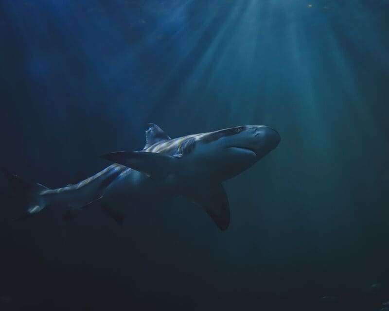 Bull Shark Diving vs Shark Cage Diving