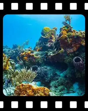 cozumel_F01_300