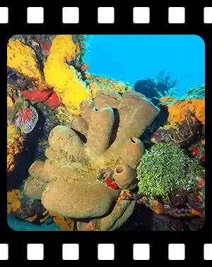 cozumel_F02_300