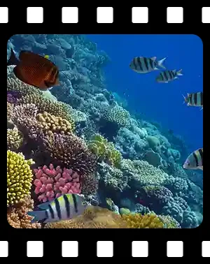 cozumel_F04_300