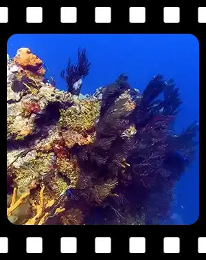 cozumel_F06_300