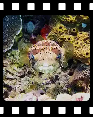 cozumel_F09_300