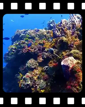 cozumel_F11_300