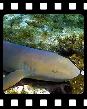 cozumel_F13_300