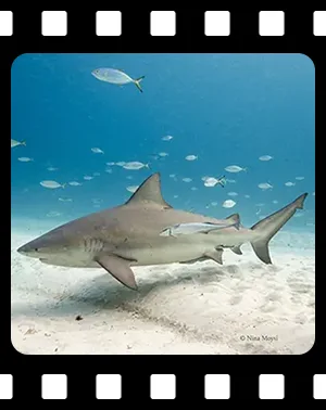 sharks_F01_300
