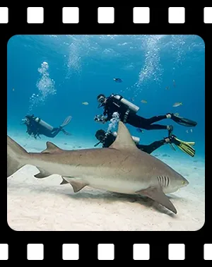 sharks_F03_300