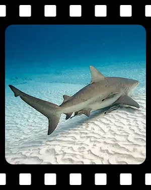 sharks_F04_300