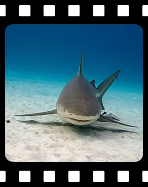 sharks_F05_300