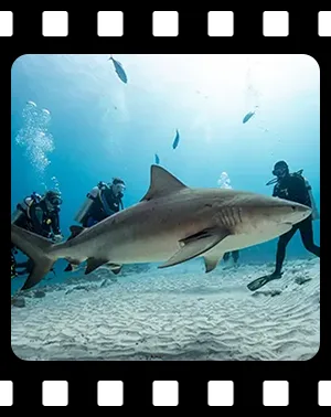 sharks_F06_300