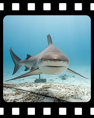 sharks_F07_300