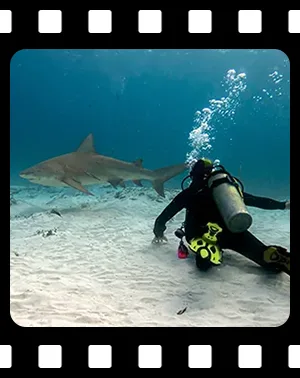 sharks_F08_300