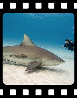 sharks_F09_300