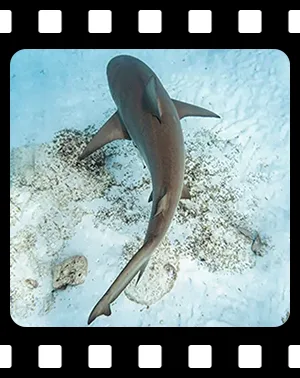 sharks_F10_300