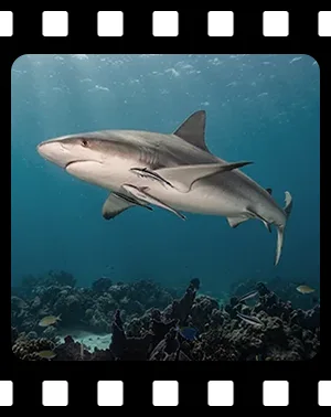 sharks_F11_300