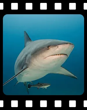 sharks_F12_300
