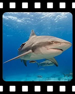 sharks_F13_300