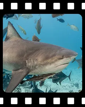 sharks_F14_300