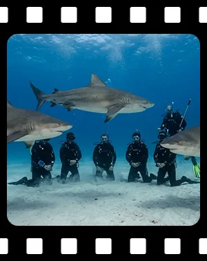sharks_F15_300