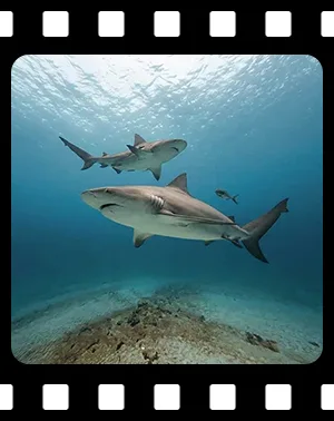 sharks_F16_300