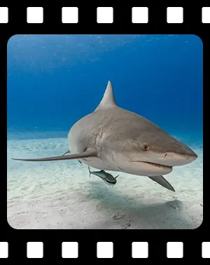 sharks_F17_300