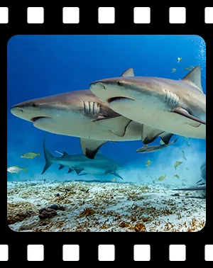 sharks_F18_300